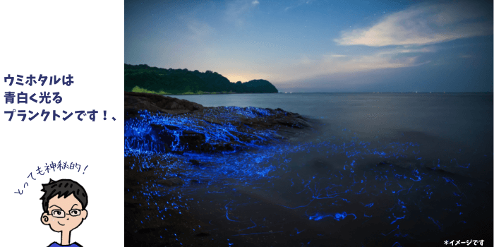 ウミホタルは、青白く光るプランクトンです。